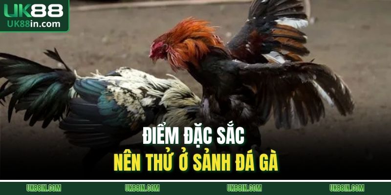 Điểm đặc sắc nên thử ở sảnh đá gà