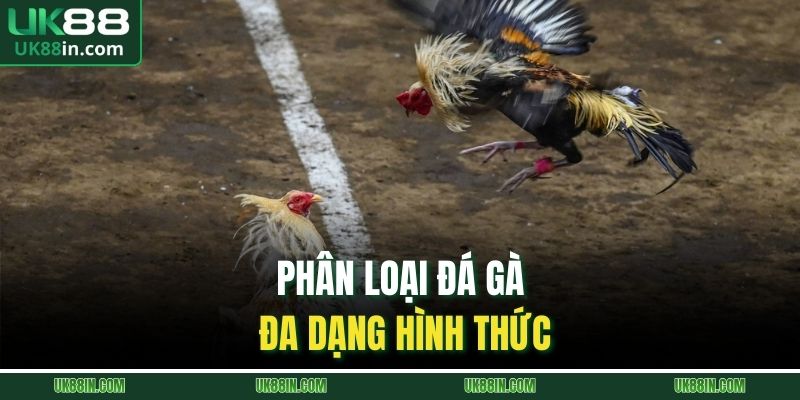 Phân loại đá gà đa dạng hình thức
